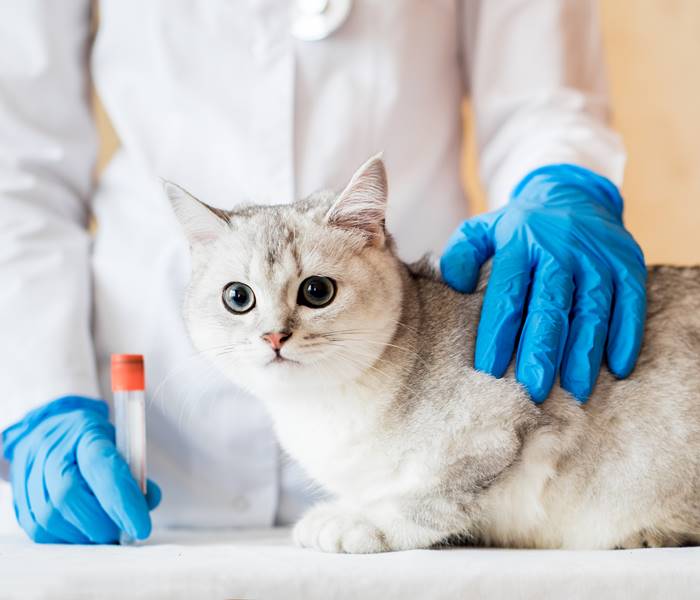 A closer look at Cat Leukemia Treatment With Veterinary Stem Cell Therapy